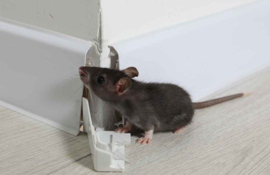 מהן שיטות ההדברה המשולבת של מדביר באילת נגד חולדות?2